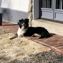 Sirius profile