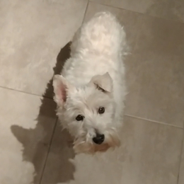 Doggo profile