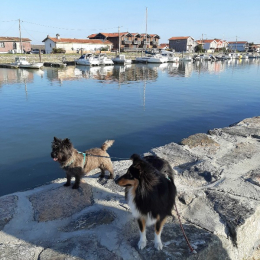 Java et olly profile