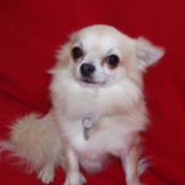 Or phe profile