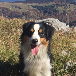 Kingo profile