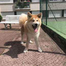 Kino profile