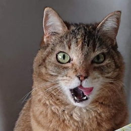 Marjory profile