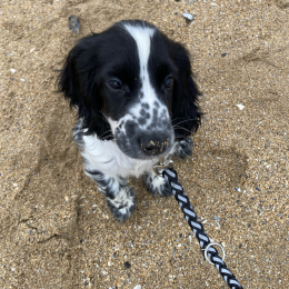 Doggo profile