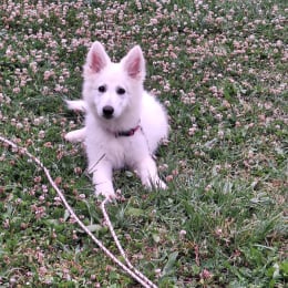 Kira profile