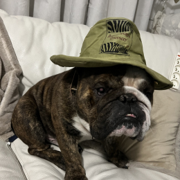 Scooby profile