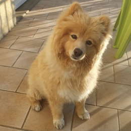 Swiffer profile