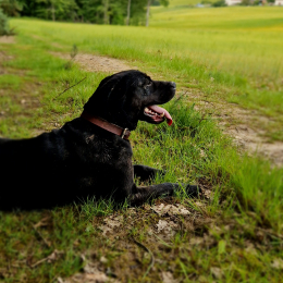 Lilou profile