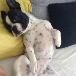 Lola profile