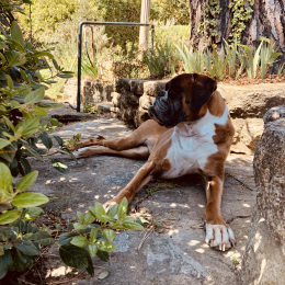 Doggo profile