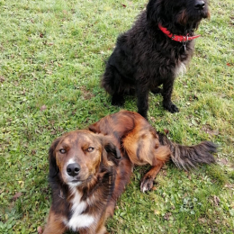 Joker et pepito profile