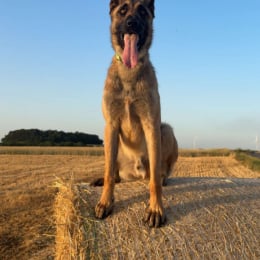 Viago profile