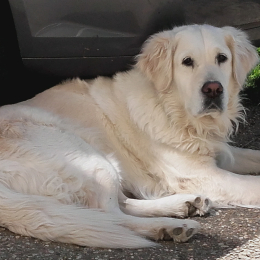 Neige profile