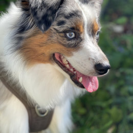 Roméo profile