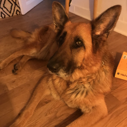 Gandja profile