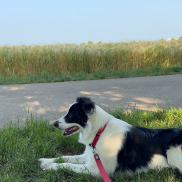 Vixie profile