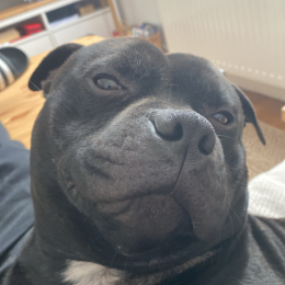 Damien profile