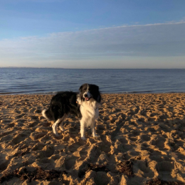 Elliot profile