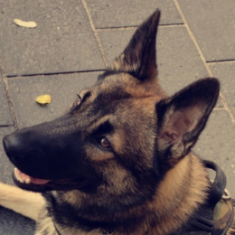 Sulco profile