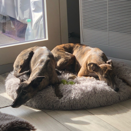 Presley et moon profile