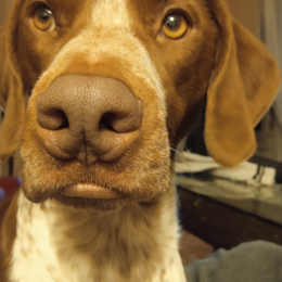 Kalvin profile
