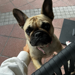 Lamù profile