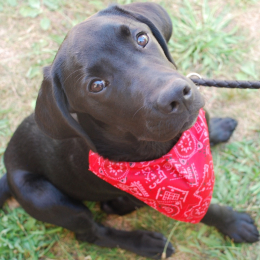 Sacha profile