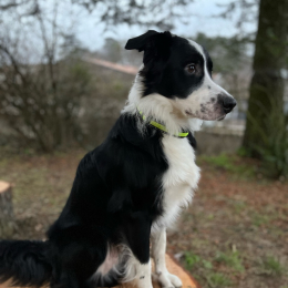 Woody profile