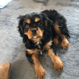 Sacha profile