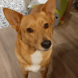 Maya profile