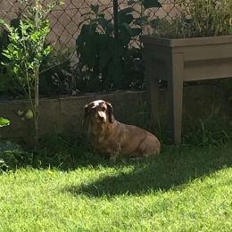 Grybouille profile