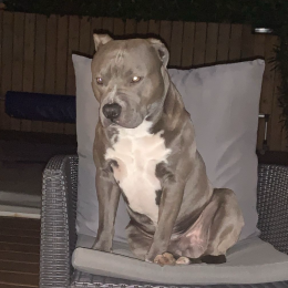 Taigo profile