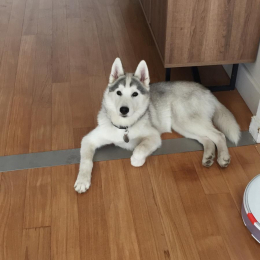 Suki profile