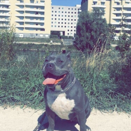 Harley profile
