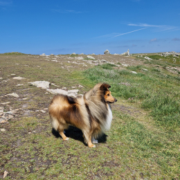 Salto profile