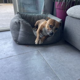 Nala profile