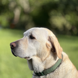 Nougat profile