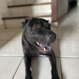 Ralph profile