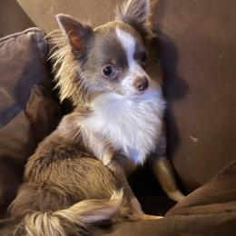 Ilona et romy profile