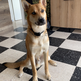 Balou profile