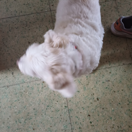 Fifi profile