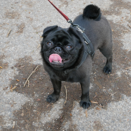 Oscar profile