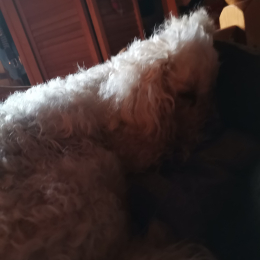 Chipie profile