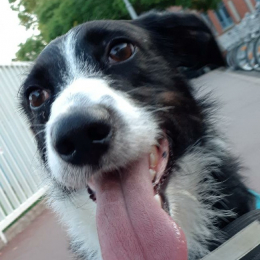 Doggo profile