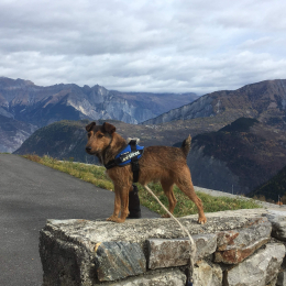 Fripouille  profile