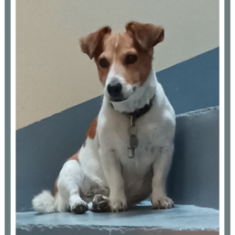 Doggo profile