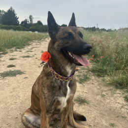 Koda profile