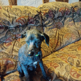 Dédée profile