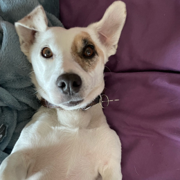 Pepito profile