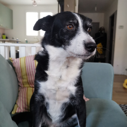 Hugo profile